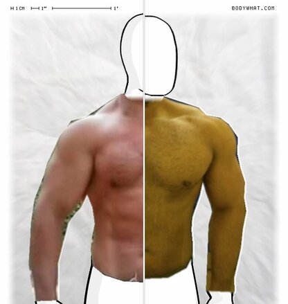 Torso Comparison
