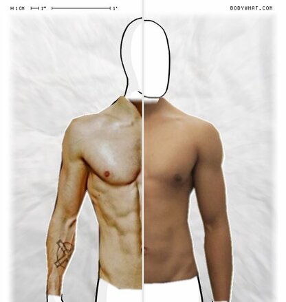Torso Comparison