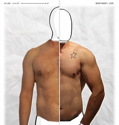 Torso Comparison