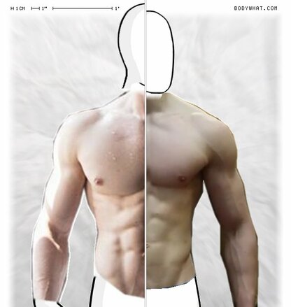 Torso Comparison