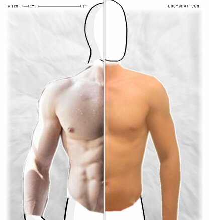 Torso Comparison