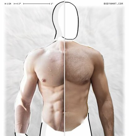 Torso Comparison