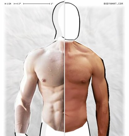Torso Comparison