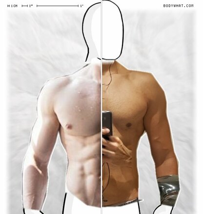 Torso Comparison