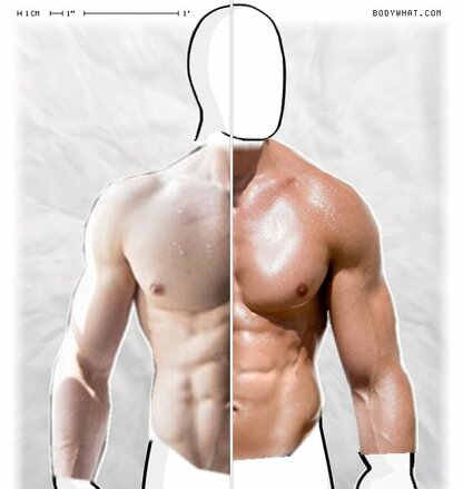 Torso Comparison
