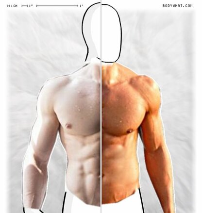 Torso Comparison
