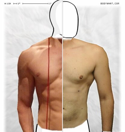 Torso Comparison