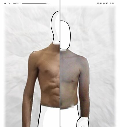 Torso Comparison