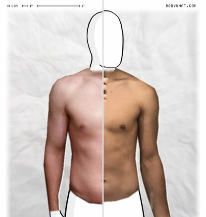 Torso Comparison