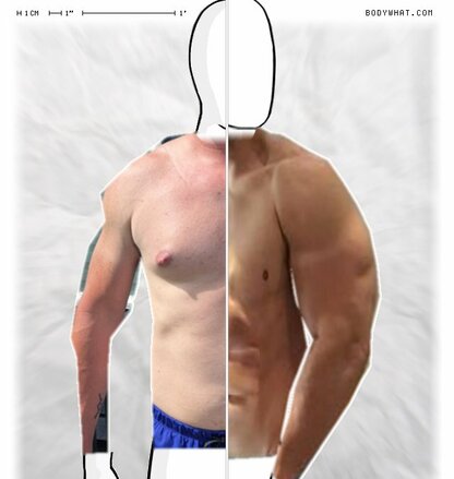 Torso Comparison