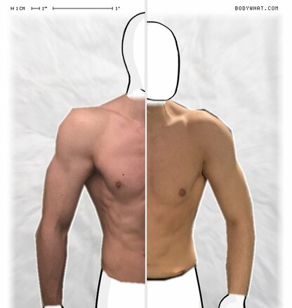 Torso Comparison