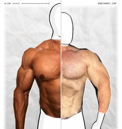 Torso Comparison