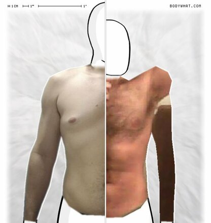 Torso Comparison