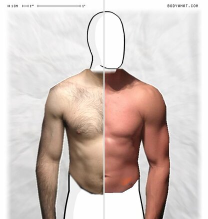 Torso Comparison