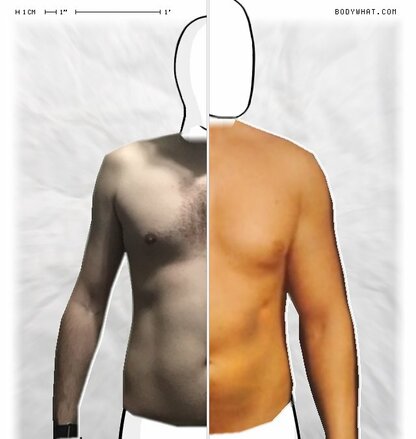 Torso Comparison