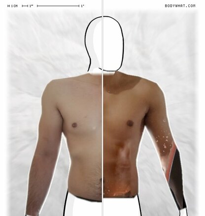 Torso Comparison