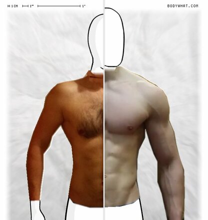 Torso Comparison