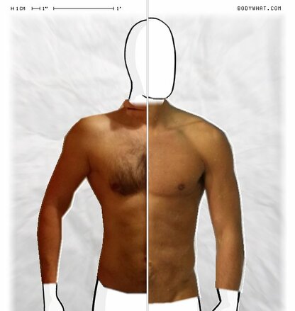 Torso Comparison