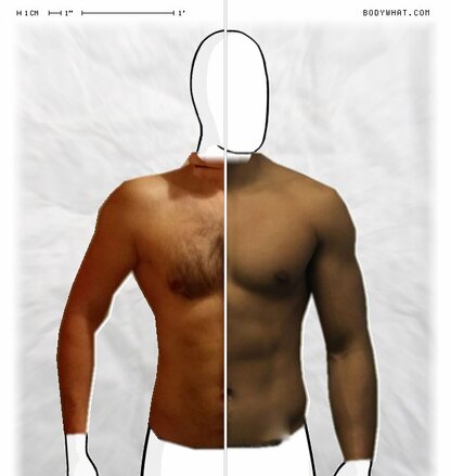 Torso Comparison