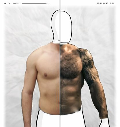 Torso Comparison