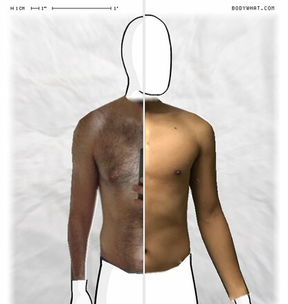 Torso Comparison