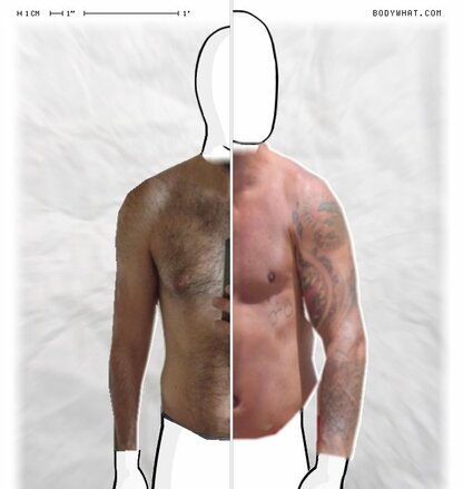 Torso Comparison