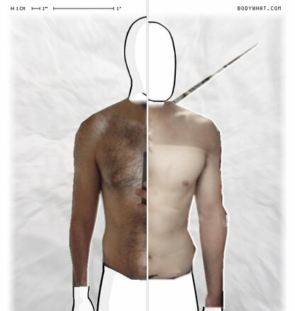Torso Comparison