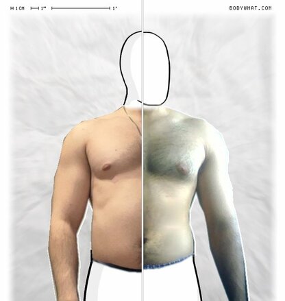 Torso Comparison