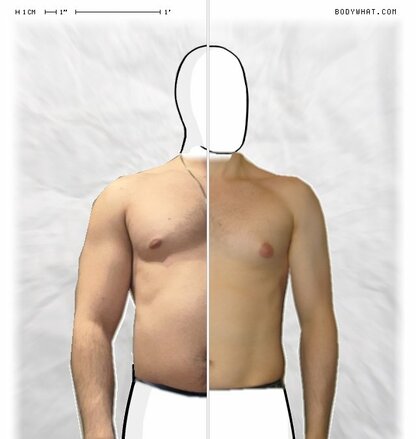 Torso Comparison