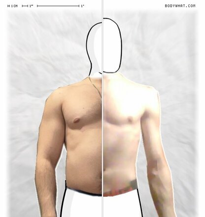 Torso Comparison
