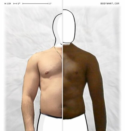 Torso Comparison