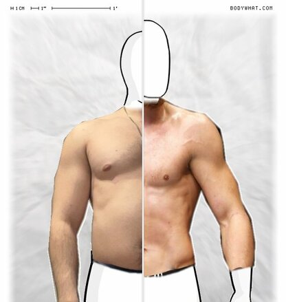 Torso Comparison