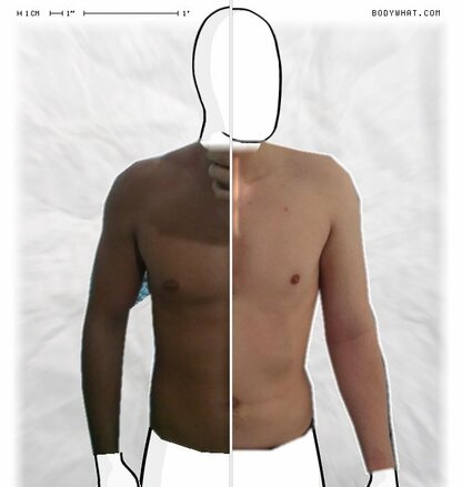 Torso Comparison