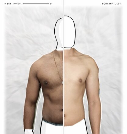 Torso Comparison
