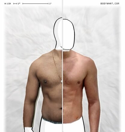 Torso Comparison