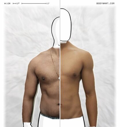 Torso Comparison