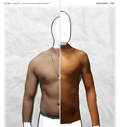 Torso Comparison