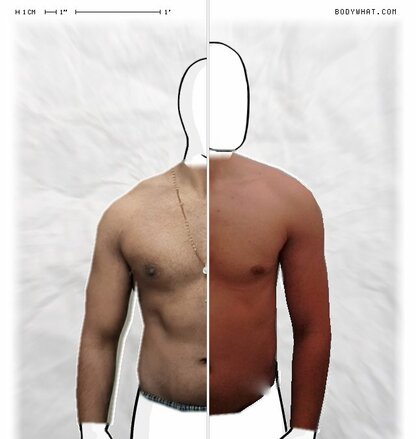 Torso Comparison