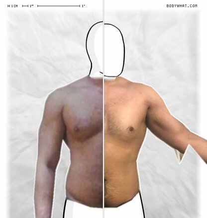 Torso Comparison