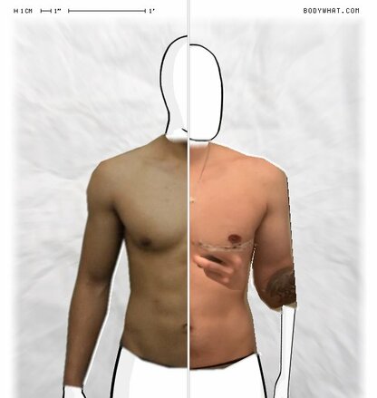 Torso Comparison