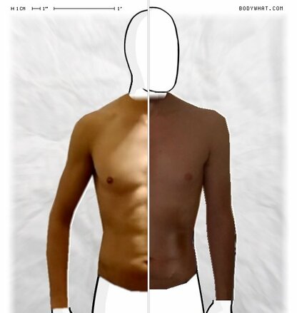 Torso Comparison