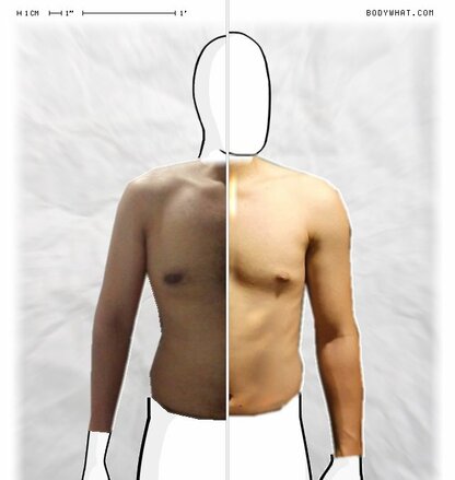 Torso Comparison