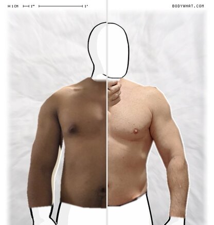 Torso Comparison
