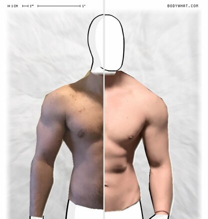 Torso Comparison