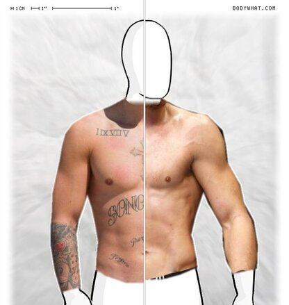 Torso Comparison