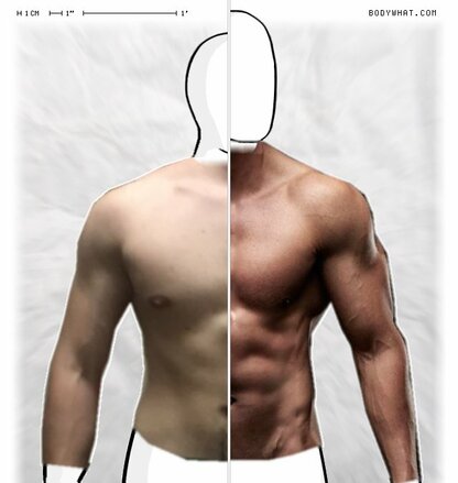 Torso Comparison