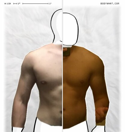 Torso Comparison