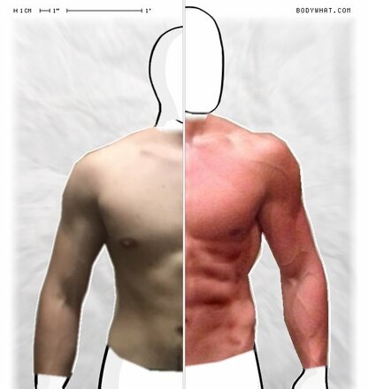 Torso Comparison