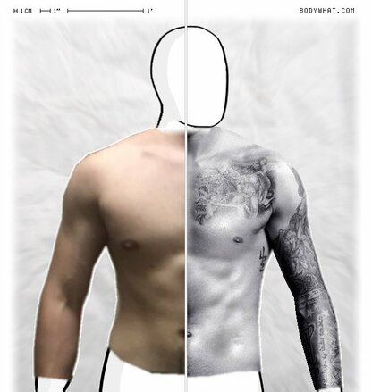 Torso Comparison