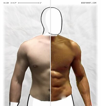 Torso Comparison